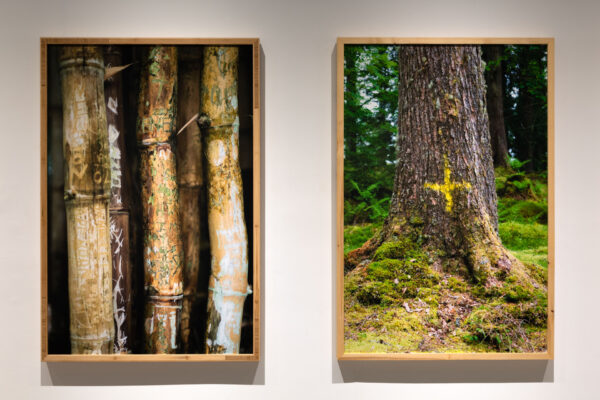 Collective: Installation view, MSVU Art Gallery 2024. left: Bamboo II (Kawau Island), right: Spruce (Argyll and Bute)
